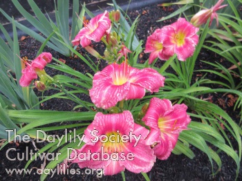 Daylily Dancing with Laura